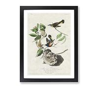 American Redstart Birds By John James Audubon Vintage Framed Print | A4 Black Framed Wall Art | Ready to Hang | Classic Nature Picture | Living Room Bedroom Lounge Office