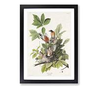 American Robins by John James Audubon Framed Print | A2 Black Framed Wall Art | Ready to Hang | Modern Animal Picture | Living Room Bedroom Lounge Office