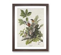 American Robins By John James Audubon Vintage Framed Print | A2 Walnut Framed Wall Art | Ready to Hang | Classic Animal Picture | Living Room Bedroom Lounge Office