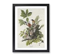 American Robins By John James Audubon Vintage Framed Print | A3 Black Framed Wall Art | Ready to Hang | Classic Animal Picture | Living Room Bedroom Lounge Office