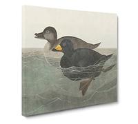 American Scooter Duck by John James Audubon Canvas Print | Gallery Wrapped 30mm Frame Wall Art | 20x20 inches | Ready to Hang | Modern Bird Picture | Living Room Bedroom Lounge Office