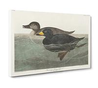 American Scooter Duck By John James Audubon Canvas Print | Gallery Wrapped 30mm Frame Wall Art | 30x20 inches | Ready to Hang | Retro Bird Picture | Living Room Bedroom Lounge Office