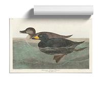 American Scooter Duck by John James Audubon Design | Unframed Wall Art Print | Ready to Frame Poster | Modern Home Decor Picture | Artwork for Living Room or Office | A4 (21x29.7 cm)