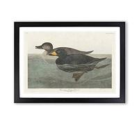 American Scooter Duck by John James Audubon Framed Print | A2 Black Framed Wall Art | Ready to Hang | Modern Animal Picture | Living Room Bedroom Lounge Office