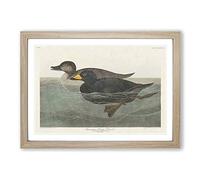 American Scooter Duck by John James Audubon Framed Print | A2 Oak Framed Wall Art | Ready to Hang | Modern Animal Picture | Living Room Bedroom Lounge Office