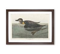 American Scooter Duck by John James Audubon Framed Print | A2 Walnut Framed Wall Art | Ready to Hang | Modern Animal Picture | Living Room Bedroom Lounge Office