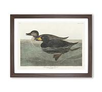 American Scooter Duck By John James Audubon Vintage Framed Print | A2 Walnut Framed Wall Art | Ready to Hang | Classic Animal Picture | Living Room Bedroom Lounge Office