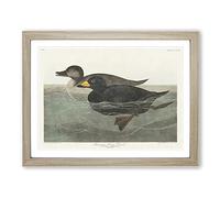 American Scooter Duck By John James Audubon Vintage Framed Print | A3 Oak Framed Wall Art | Ready to Hang | Classic Animal Picture | Living Room Bedroom Lounge Office