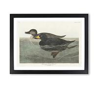 American Scooter Duck By John James Audubon Vintage Framed Print | A4 Black Framed Wall Art | Ready to Hang | Classic Animal Picture | Living Room Bedroom Lounge Office