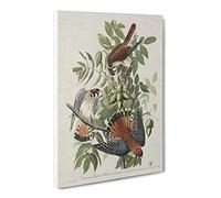 American Sparrow Hawks By John James Audubon Canvas Print | Gallery Wrapped 30mm Frame Wall Art | 24x16 inches | Ready to Hang | Retro Animals Picture | Living Room Bedroom Lounge Office