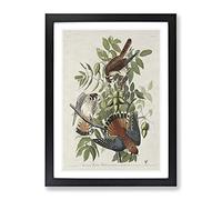 American Sparrow Hawks By John James Audubon Vintage Framed Print | A4 Black Framed Wall Art | Ready to Hang | Classic Animal Picture | Living Room Bedroom Lounge Office