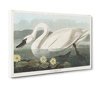 American Swan By John James Audubon Canvas Print | Gallery Wrapped 30mm Frame Wall Art | 24x16 inches | Ready to Hang | Retro Bird Picture | Living Room Bedroom Lounge Office