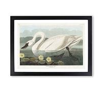 American Swan by John James Audubon Framed Print | A2 Black Framed Wall Art | Ready to Hang | Modern Animal Picture | Living Room Bedroom Lounge Office