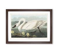 American Swan by John James Audubon Framed Print | A2 Walnut Framed Wall Art | Ready to Hang | Modern Animal Picture | Living Room Bedroom Lounge Office
