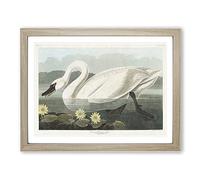 American Swan By John James Audubon Vintage Framed Print | A4 Oak Framed Wall Art | Ready to Hang | Classic Animal Picture | Living Room Bedroom Lounge Office