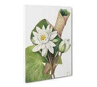 American Waterlily Flowers By Mary Vaux Walcott Canvas Print | Gallery Wrapped 30mm Frame Wall Art | 30x20 inches | Ready to Hang | Retro Floral Picture | Living Room Bedroom Lounge Office