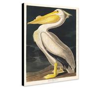 American White Pelican by John James Audubon (1785-1851) - Wrapped Framed Canvas Wall Art (A2 [24 x 16 inch / 61 x 41 cm])