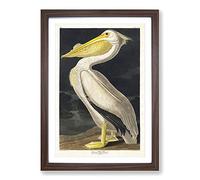 American White Pelican by John James Audubon Framed Print Walnut A2