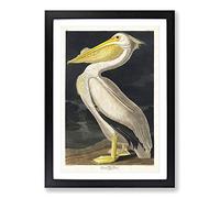 American White Pelican by John James Audubon Framed Wall Art Print A2 Black