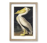 American White Pelican by John James Audubon Framed Wall Art Print A2 Oak
