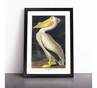 American White Pelican by John James Audubon | Framed Wall Art Print | Modern Home Decor Picture | Ready to Hang Artwork for Living Room, Bedroom, Kitchen or Office | Multiple Sizes