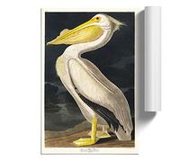American White Pelican by John James Audubon | Unframed Wall Art Print | Ready to Frame Poster | Modern Home Decor Picture | Artwork for Living Room, Bedroom or Office | A3 (29.7x42 cm)