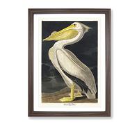 American White Pelican By John James Audubon Vintage Framed Print | A3 Walnut Framed Wall Art | Ready to Hang | Classic Animal Picture | Living Room Bedroom Lounge Office