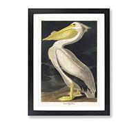 American White Pelican By John James Audubon Vintage Framed Print | A4 Black Framed Wall Art | Ready to Hang | Classic Animal Picture | Living Room Bedroom Lounge Office