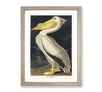 American White Pelican By John James Audubon Vintage Framed Print Oak A2