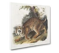 American Wildcat by John Woodhouse Audubon Canvas Print | Gallery Wrapped 30mm Frame Wall Art | 20x20 inches | Ready to Hang | Retro Picture | Living Room Bedroom Lounge Office