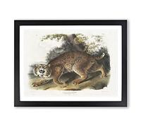 American Wildcat By John Woodhouse Audubon Vintage Framed Print | A3 Black Framed Wall Art | Ready to Hang | Classic Nature Picture | Living Room Bedroom Lounge Office