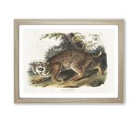 American Wildcat By John Woodhouse Audubon Vintage Framed Print | A4 Oak Framed Wall Art | Ready to Hang | Classic Nature Picture | Living Room Bedroom Lounge Office