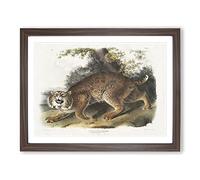 American Wildcat By John Woodhouse Audubon Vintage Framed Print | A4 Walnut Framed Wall Art | Ready to Hang | Classic Nature Picture | Living Room Bedroom Lounge Office