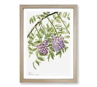 American Wisteria by Mary Vaux Walcott Framed Print | A2 Oak Framed Wall Art | Ready to Hang | Modern Floral Picture | Living Room Bedroom Lounge Office