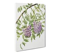 American Wisteria Flowers By Mary Vaux Walcott Canvas Print | Gallery Wrapped 30mm Frame Wall Art | 20x14 inches | Ready to Hang | Retro Floral Picture | Living Room Bedroom Lounge Office