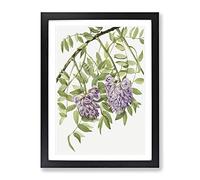 American Wisteria Flowers By Mary Vaux Walcott Vintage Framed Print | A2 Black Framed Wall Art | Ready to Hang | Classic Floral Picture | Living Room Bedroom Lounge Office