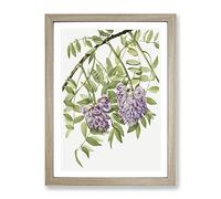 American Wisteria Flowers By Mary Vaux Walcott Vintage Framed Wall Art Print, Ready to Hang Picture for Living Room Bedroom Home Office Décor, Oak A2 (64 x 46 cm)