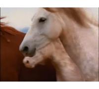 America's Lost Mustang