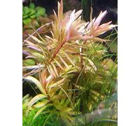 Ammannia Pedicellata Gold x1 Bunch - Live Aquarium Plant for Midground and Backgrounds