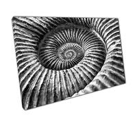 Ammonite Fossil Macro Zoom Black And White Natural Archaeology Geology Wall Art Print On Canvas Picture For Home Office Decor 45x30cm (18x12In)