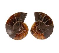 Ammonite Fossil Specimen, Shell Madagascar Fossil Shell Specimen Natural Stones and Minerals Specimen for Basic Biological Science Education 2pcs(4cm)