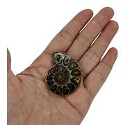 Ammonite sample bowl, polished natural gemstone crystal mineral specimen natural stones and minerals for basic biological training