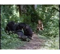Among the Wild Chimpanzees