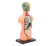 AMONIDA Educational Human Body Model Study Tool for Kids Learning, Plastic 6.10x2.76in, Science Kit for Middle & Elementary School Students