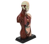 AMONIDA Human Body Model Detachable Educational Tool for Students and Professionals Plastic Simulation 1 Unit