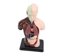 AMONIDA Human Body Model Educational Physiology Kit for Science Learning Classroom Plastic Material