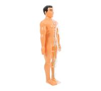 Amosfun 1 Set Translucent Human Anatomy Model with Removable Organs and Skeletal Structure Educational Science Kit for Promotes Intellectual Development and Family Interaction