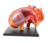 Amosfun 1pc Lifelike Stomach Anatomical Model Medical Demonstration Tool for Schools Training Institutions Laboratories Educational Human Anatomy Teaching Aid