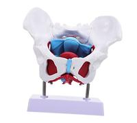 Amosfun 1pc Pelvic Floor Muscle Model Medical Female Skeletal Anatomy for Teaching for Medical School Hospital Displays Anatomical Learning Aid