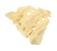 Amosfun 1Pc Sacrum Anatomy Model Anatomical for Display for Students Doctors Nurses Unbreakable Easy to Clean